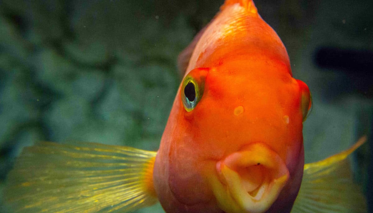 Calls are growing for a country-wide ban on goldfish as funfair prizes. Photo: Mart Production