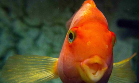 Calls are growing for a country-wide ban on goldfish as funfair prizes. Photo: Mart Production